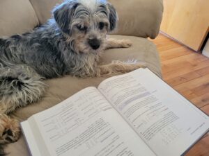 dog looking at book