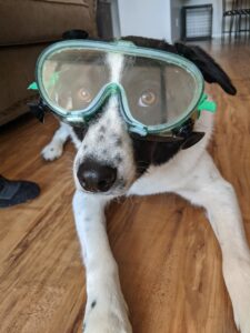 a dog in safety goggles