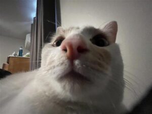 Nose-view of cat